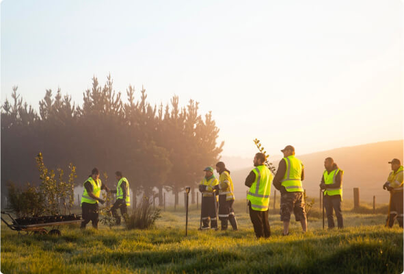 Group of BlueScope employees planting saplings in the early morning