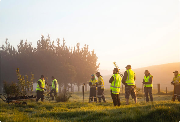 Group of BlueScope employees planting saplings in the early morning