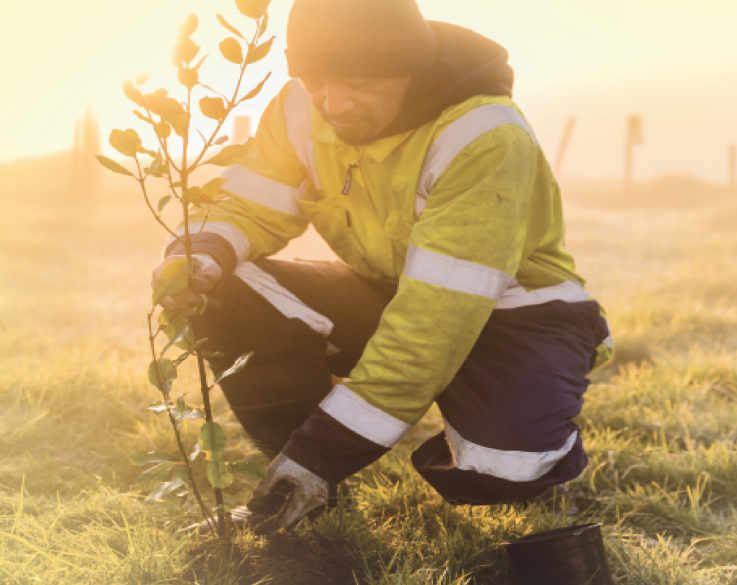 Man in high-visibility jacket planting a sapling at dawn